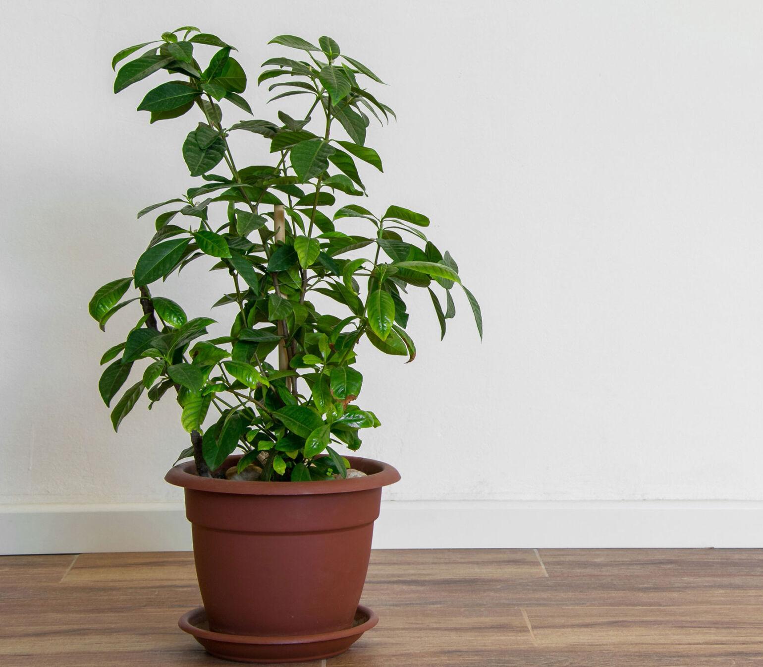 For Your Plants’ Sake, Go Easy On Ice Melting Salt