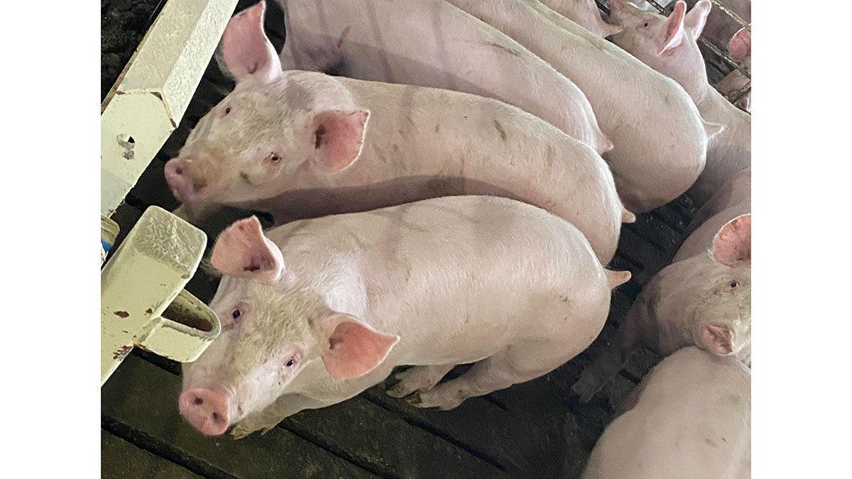Lessons Learned From Covid 19 Apply To Fmd