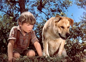 An 8 Year Old Border Collie Named Lulu Is Inheriting A $5 Million Trust