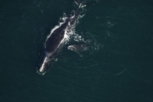 Rules Planned To Save Right Whales Loom Over Lobster Fishers