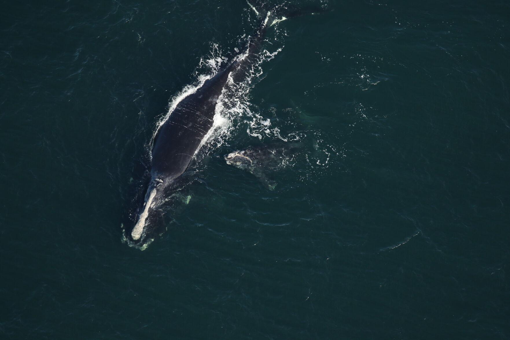 Rules Planned To Save Right Whales Loom Over Lobster Fishers