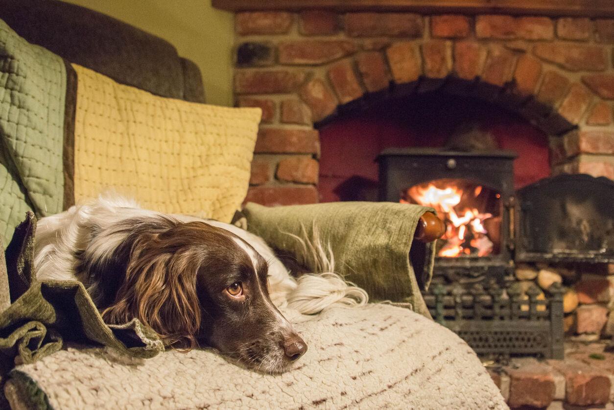 Escape To These Pet Friendly Retreats That Won’t Blow Your Budget