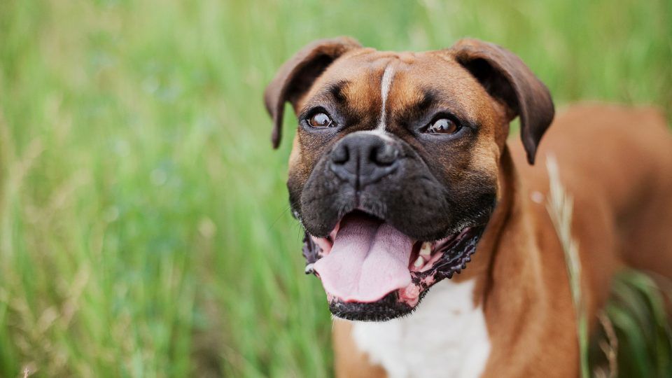 Boxer Dog