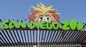 Man Carries Toddler Into San Diego Zoo’s Elephant Habitat