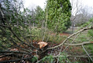 3 Students Cited In Theft Of Rare Tree In Wisconsin