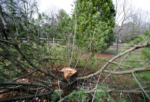 3 Students Cited In Theft Of Rare Tree In Wisconsin