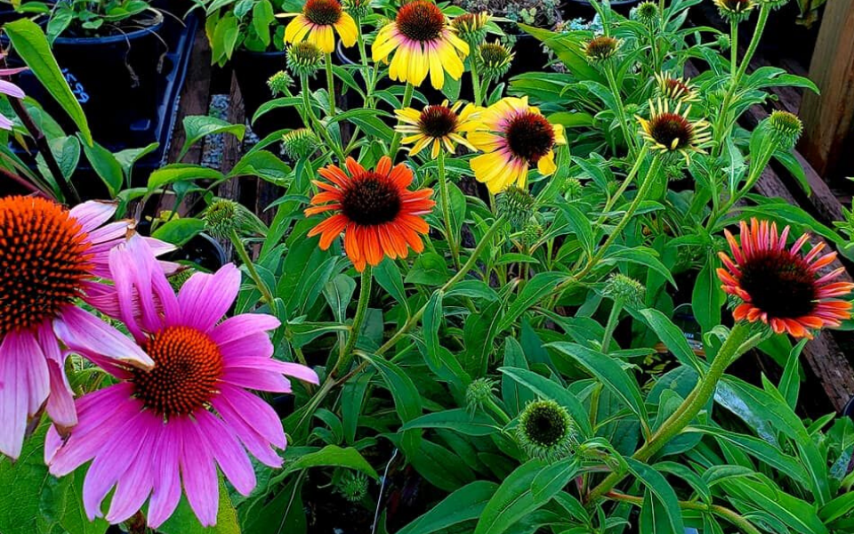 extreme-team-gardening-for-grands-sculptured-gardens1 Extreme Team Gardening For Grands Sculptured Gardens1