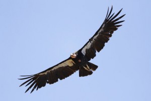 After 100 Years, California Condor Could Return To Northwest