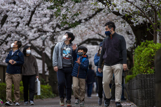 Japan’s Famous Cherry Blossoms See Early Bloom Amid Warming
