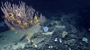 High Court Won’t Hear Fishermen Case Against Ocean Monument