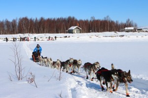 Last Musher Brings Dogs Over Alaska’s Iditarod Finish Line