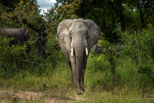 Africa’s Elephants Now Endangered By Poaching, Habitat Loss