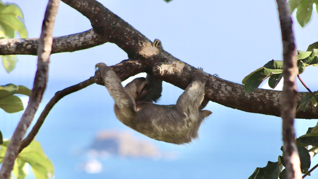 Travel To Costa Rica During Covid 19: What You Need To Know Before You Go