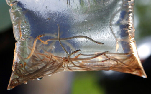 Maine’s Baby Eel Fishermen Hope For Normalcy In 2021
