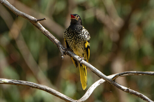 As Endangered Birds Lose Their Songs, They Can’t Find Mates