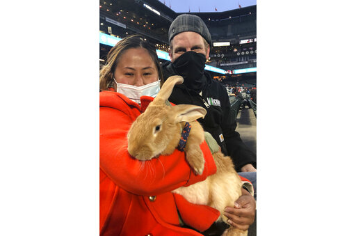 Therapy Bunny At Ballpark Brings Smiles And Is Instant Hit