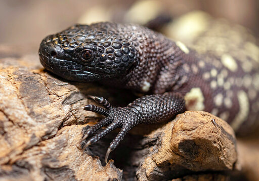 Endangered Venomous Mexican Lizards Hatch At Zoo In Poland