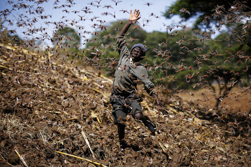 Poor Rains Bring Optimism African Locust Outbreak Will Fade