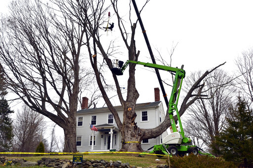 Safety Concerns Bring Down Largest Sugar Maple Tree In Us