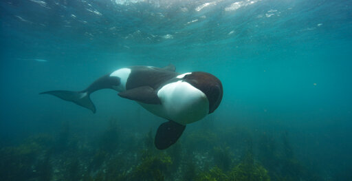 Natgeo’s ‘secrets Of The Whales’ Surfaces Little Known Facts