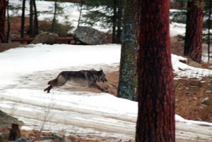Bill To Kill Up To 90% Of Idaho Wolves Heads To Governor