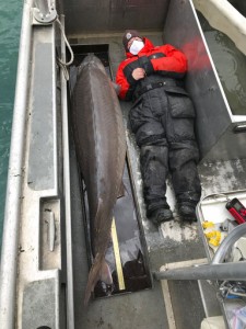 Hold On! 240 Pound Fish, Age 100, Caught In Detroit River