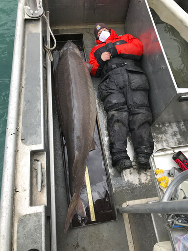 Hold On! 240 Pound Fish, Age 100, Caught In Detroit River