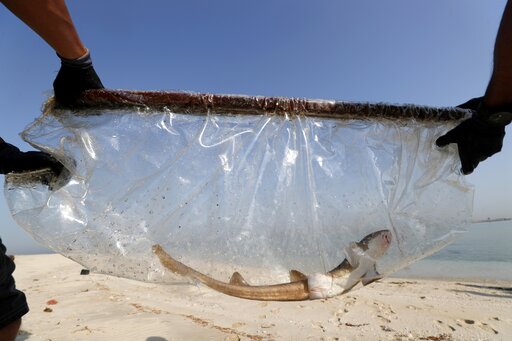 Ap Photos: Dubai Bred Baby Sharks Released Into Persian Gulf