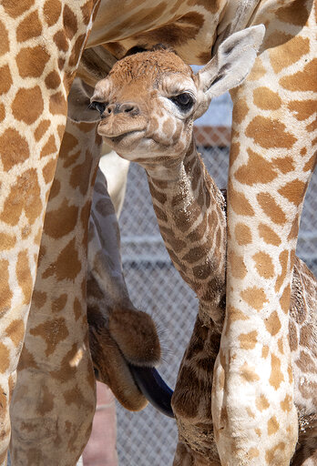 Same Dad, Two Babies: Zoo Miami Presents Newborn Giraffes