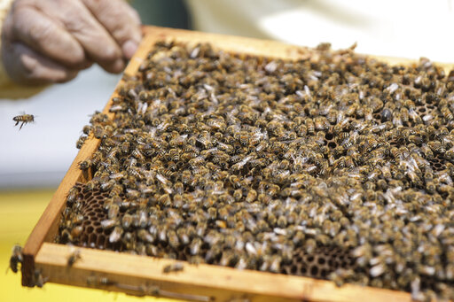 Milan Gets Buzzier With 1 Million Bees In Designer Hives