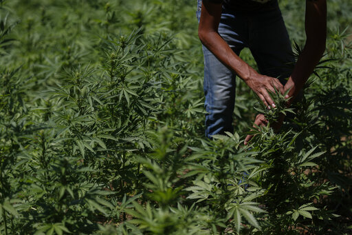 Growers Fret As Mexico Moves To Legalize Marijuana