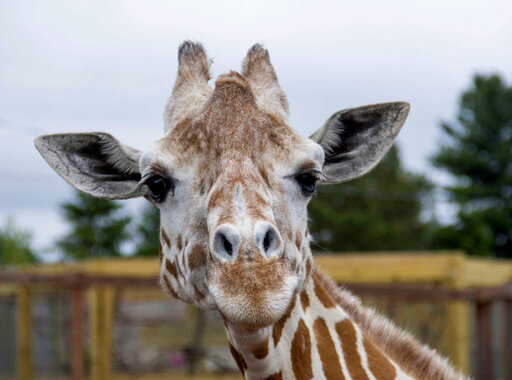 April, The Giraffe That Became An Online Star, Dies