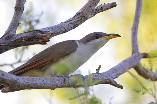 Us Sets Aside Habitat Critical For Survival Of Rare Songbird