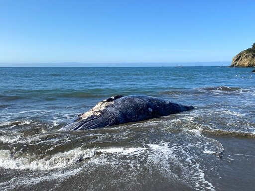 4 Gray Whales Found Dead In San Francisco Bay Area In 9 Days