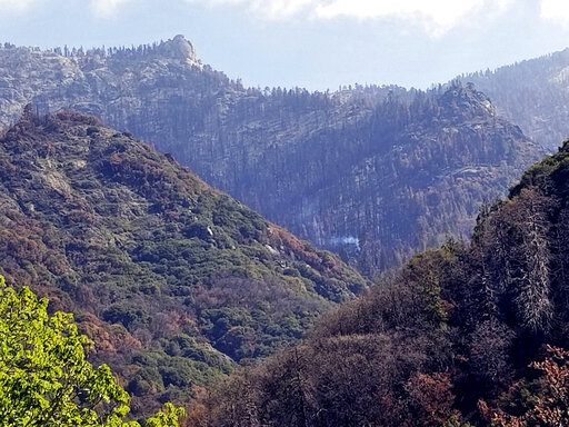 Giant Sequoia Still Smoldering From 2020 California Wildfire