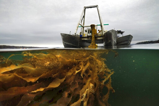 Maine Seaweed Growers To Break State Records This Spring