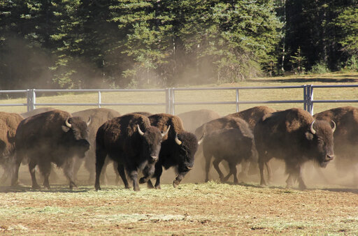 Chance To Shoot Bison At Grand Canyon Draws 45k Applicants