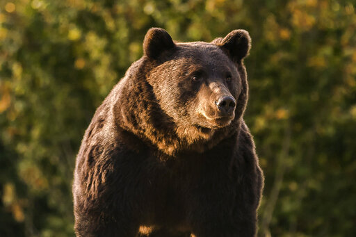 Romania Investigates Case Of Bear Killed By Austrian Prince