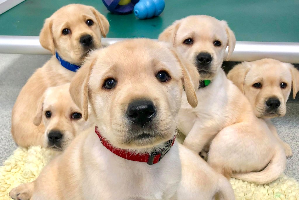 Puppies3