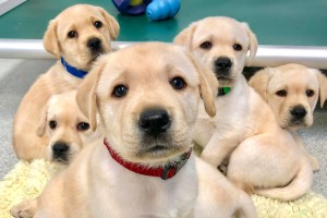Puppies3
