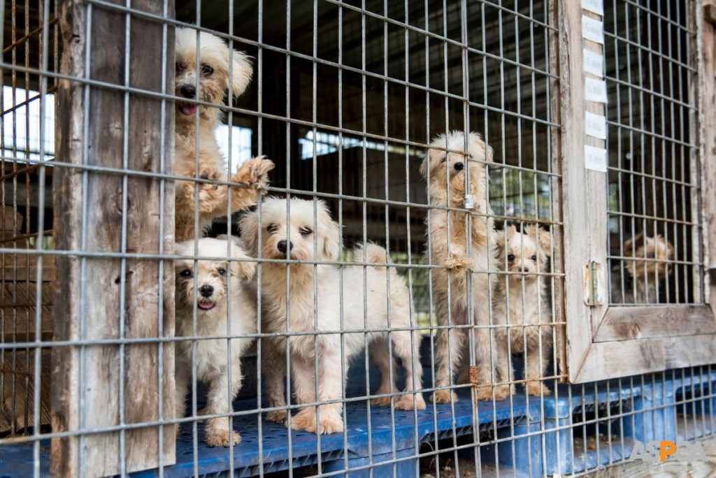 Puppies4
