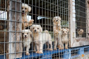 Puppies4