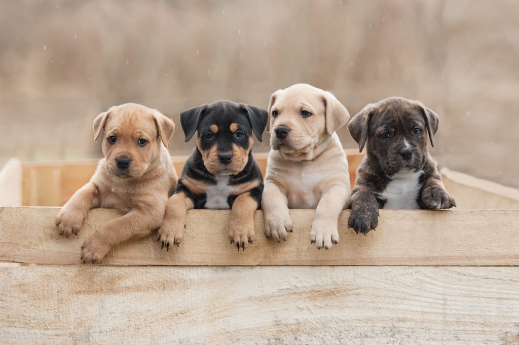 Puppies5