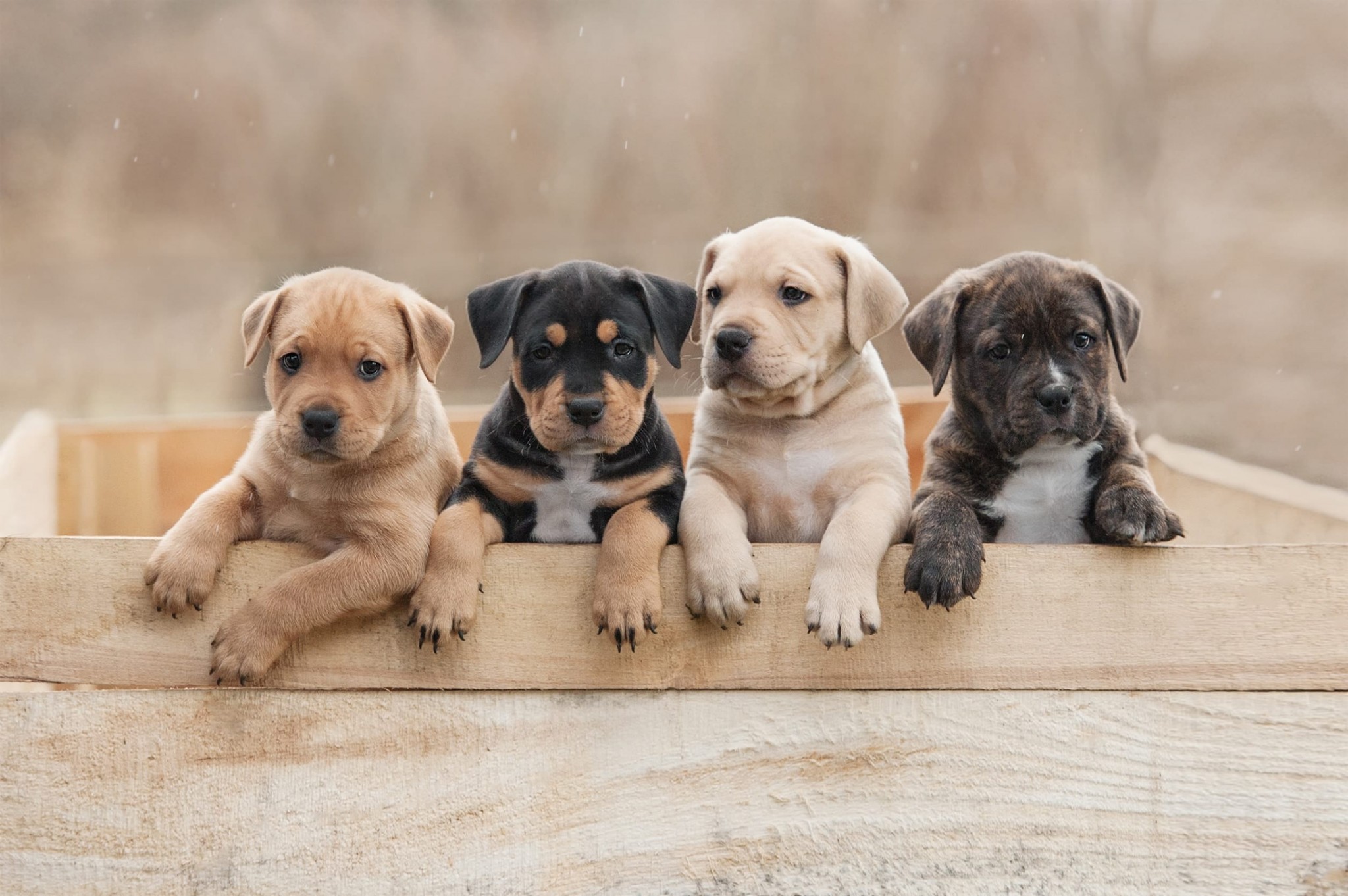 Puppies5