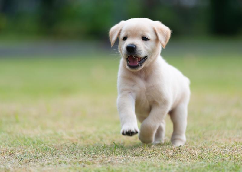 Puppies1