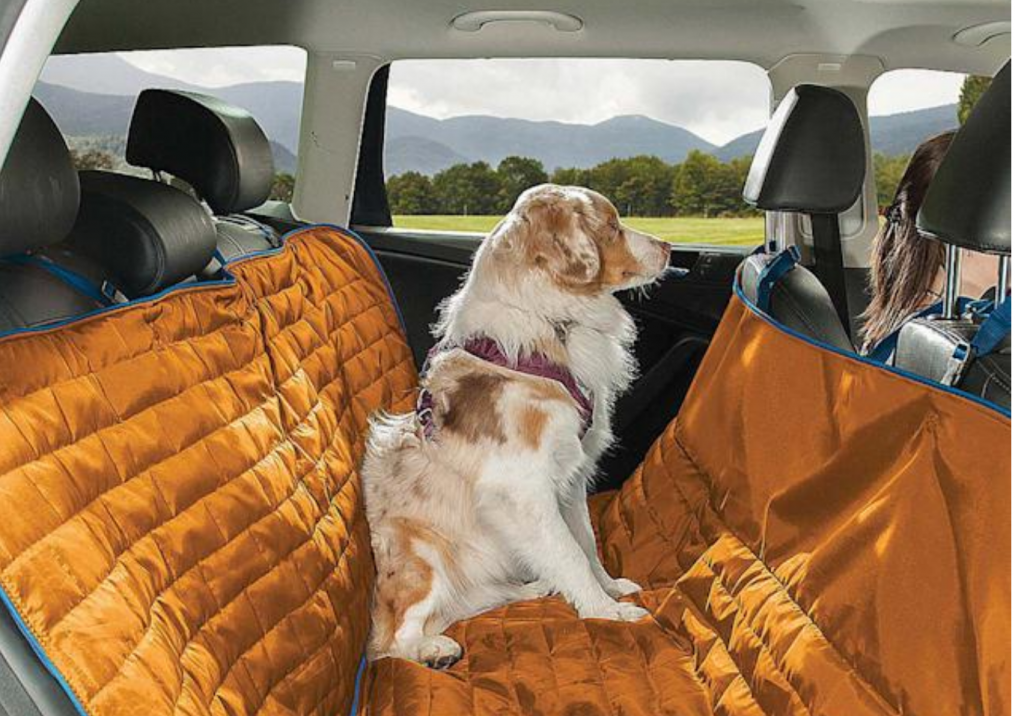 Who’s Buckling Up Their Pets And How? Pet Travel Survey Reveals Highlights
