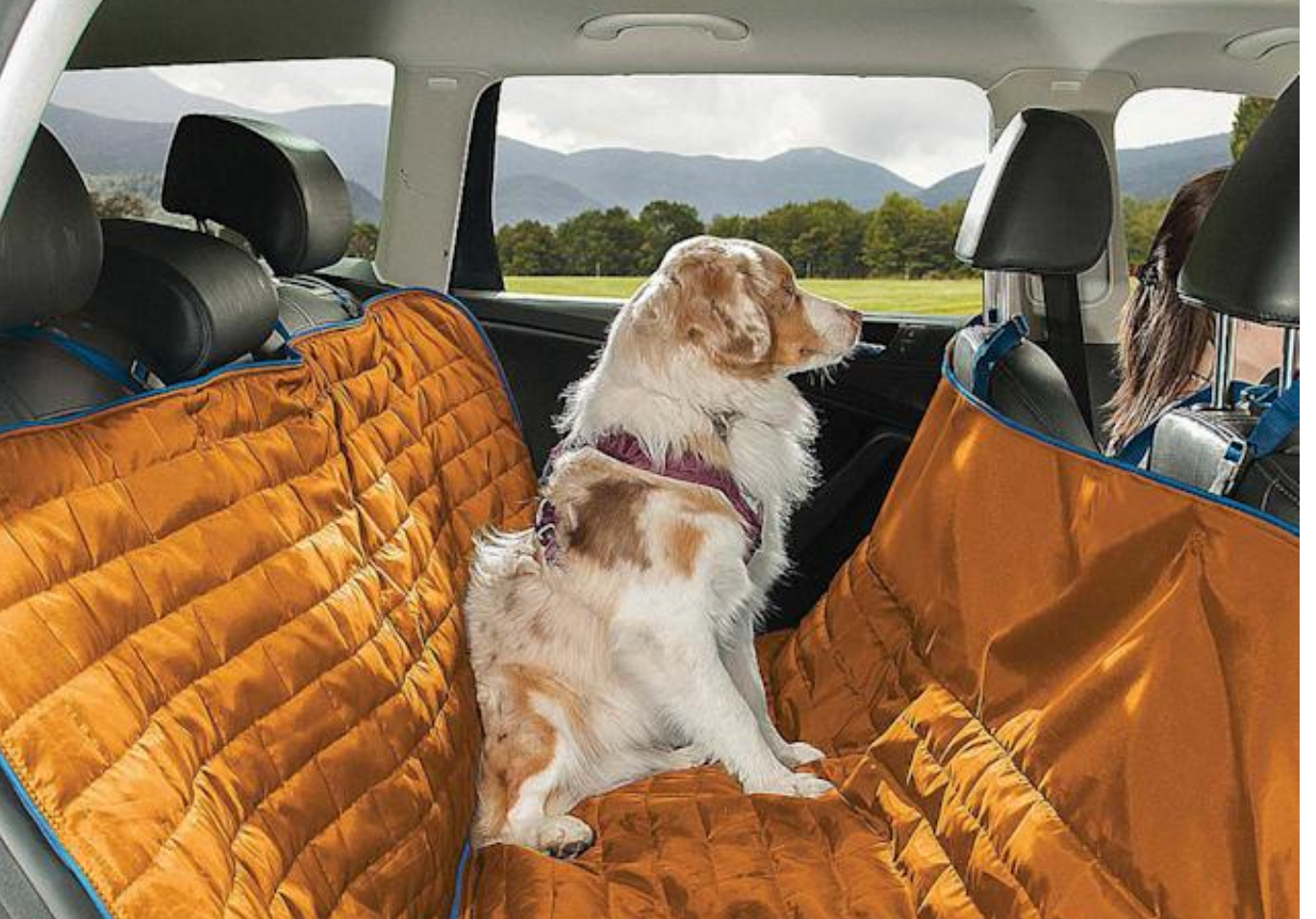 Who’s Buckling Up Their Pets And How? Pet Travel Survey Reveals Highlights