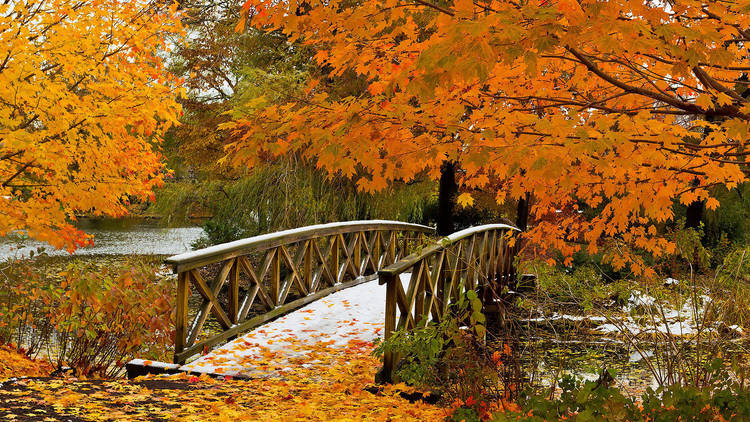 Fall Image Safari 1.12.0