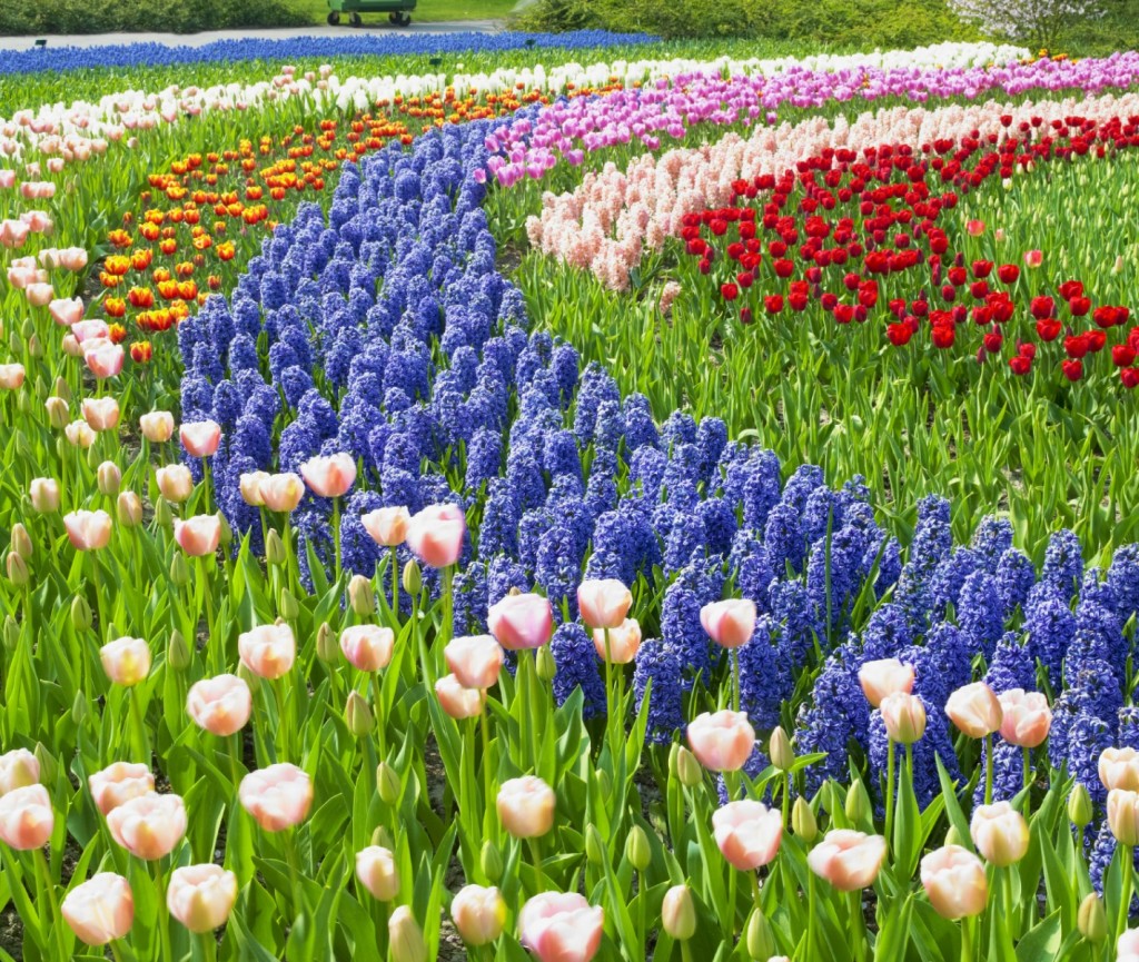 Flower Destinations 3