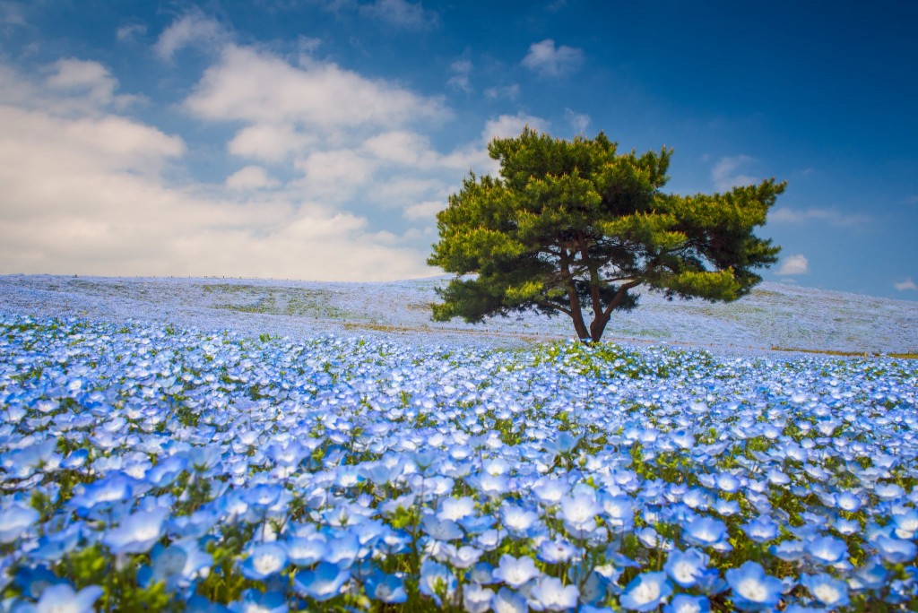 Flower Destinations 5